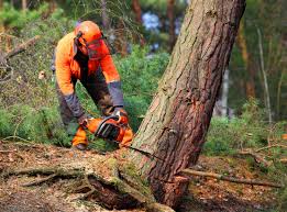 Mulching Services in Belle Rose, LA