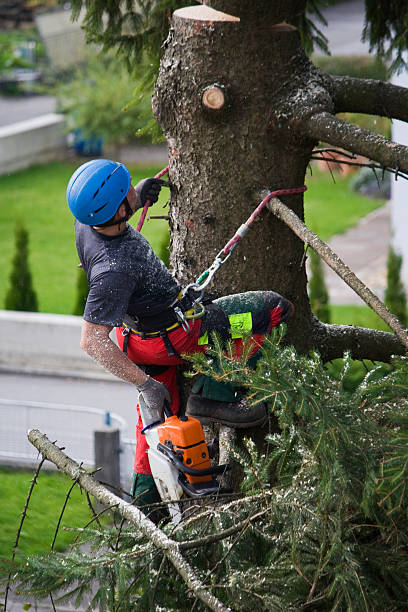 Why Choose Our Tree Removal Services in Belle Rose, LA?